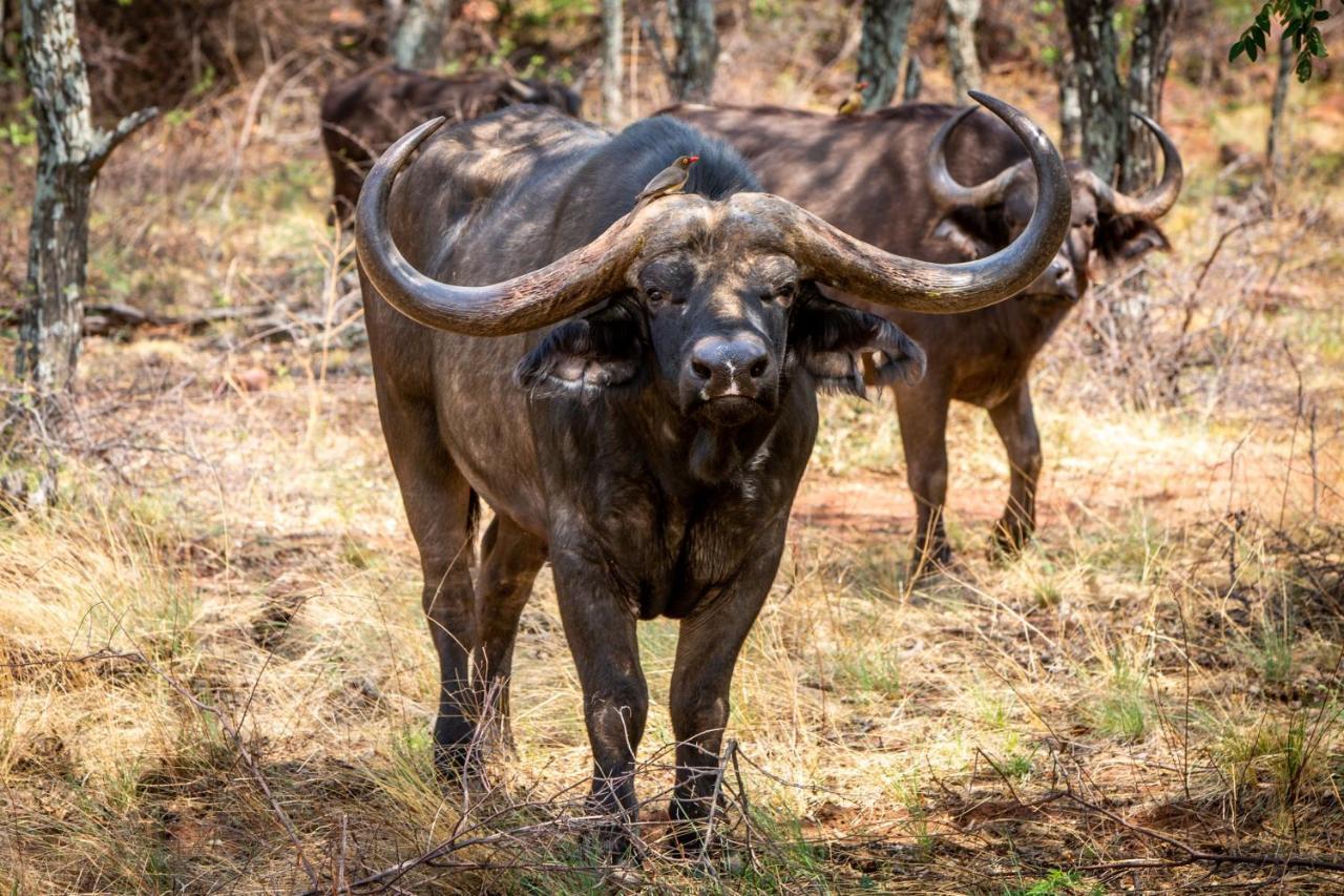 Nungu Game Lodge Lephalale Luaran gambar