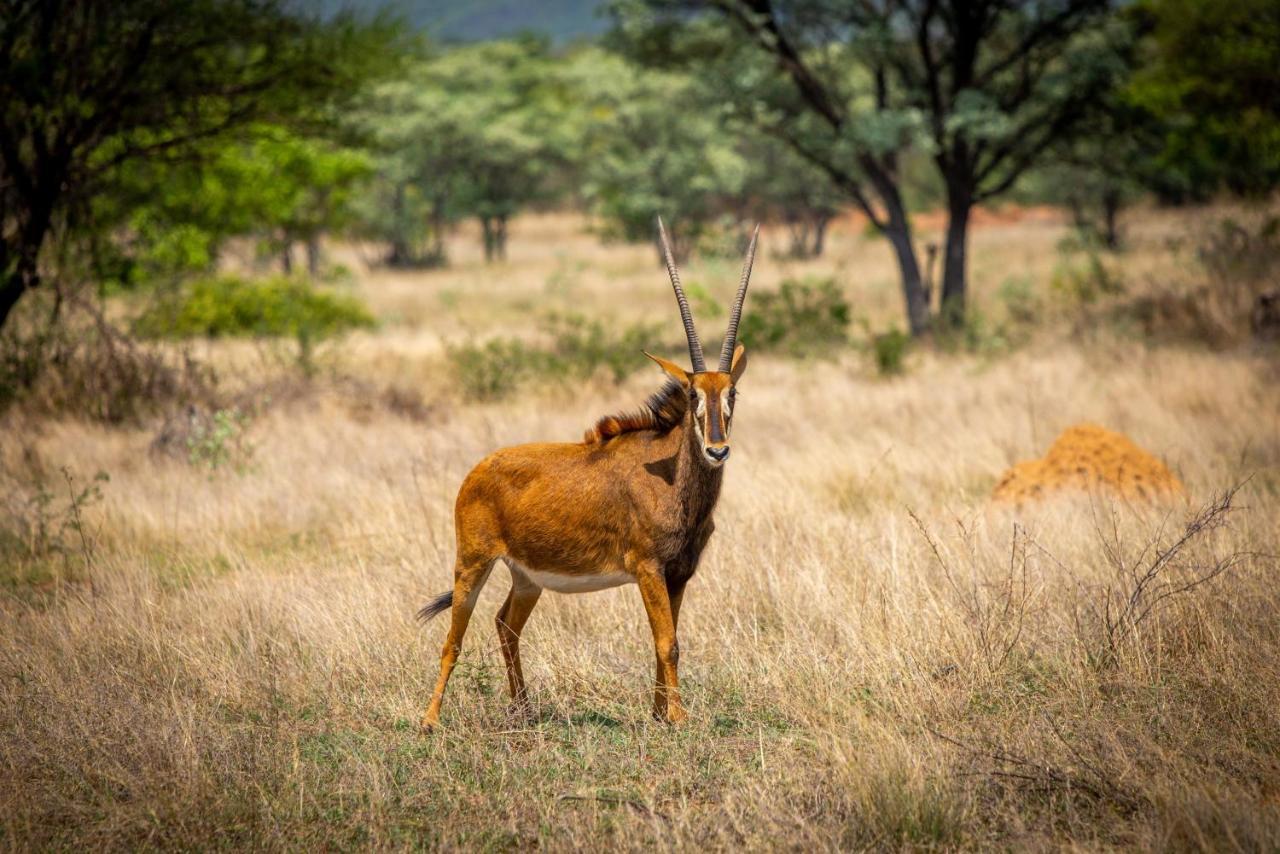 Nungu Game Lodge Lephalale Luaran gambar