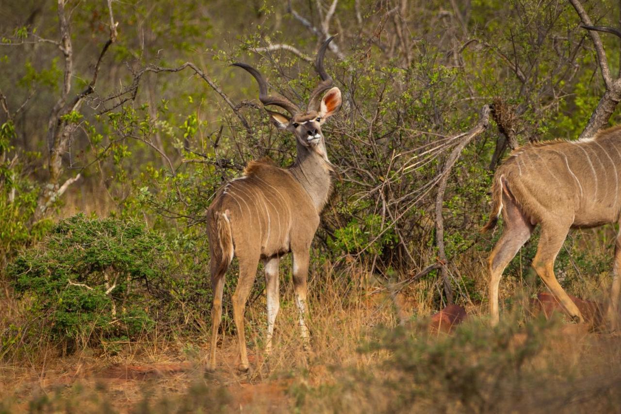 Nungu Game Lodge Lephalale Luaran gambar