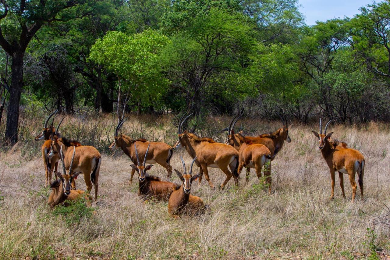 Nungu Game Lodge Lephalale Luaran gambar