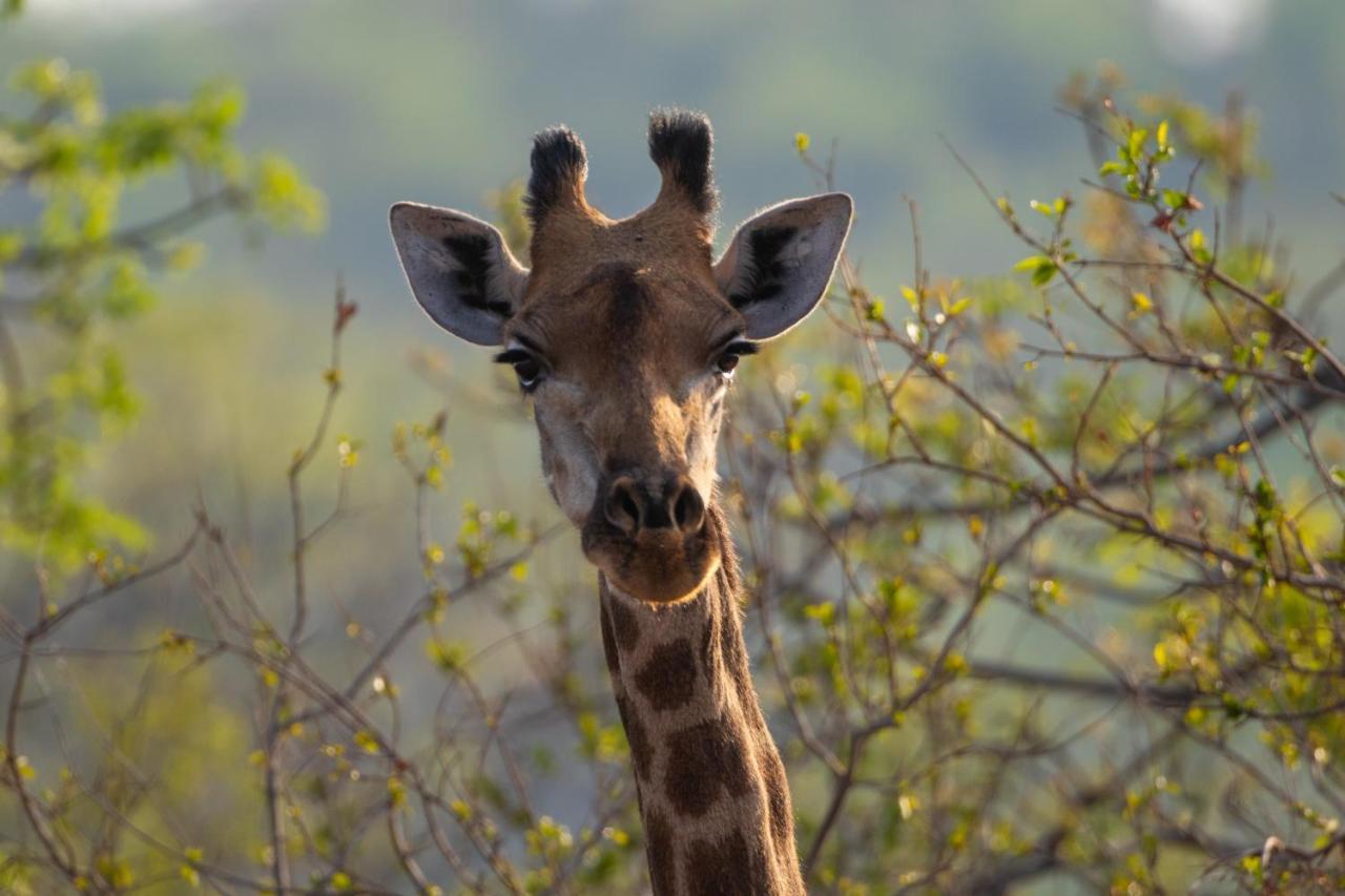 Nungu Game Lodge Lephalale Luaran gambar
