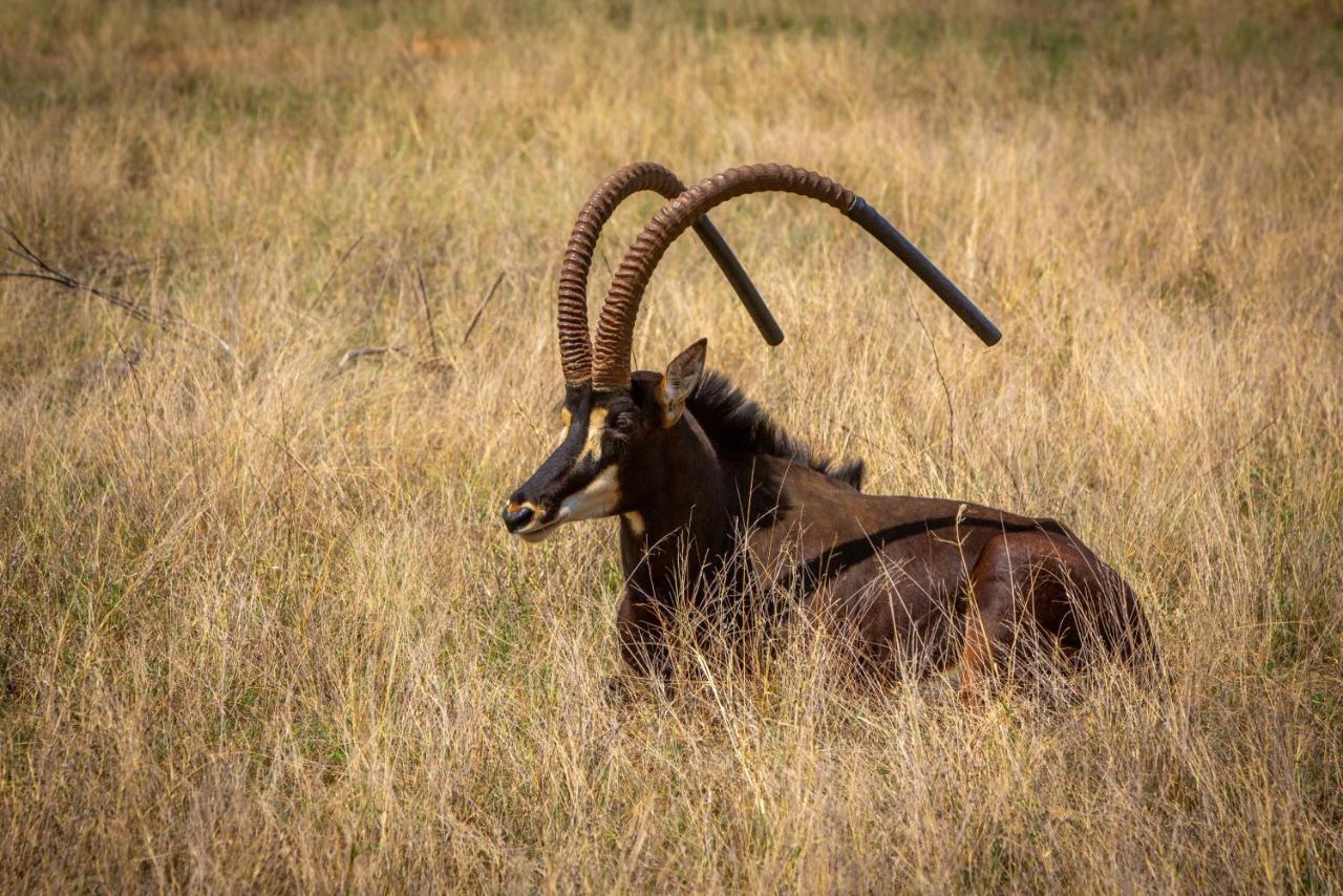 Nungu Game Lodge Lephalale Luaran gambar